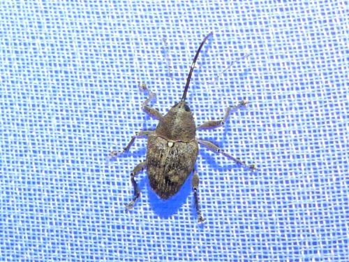 Réf. 328 225 : Curculio glandium